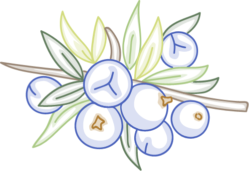 Juniper Berry Aroma